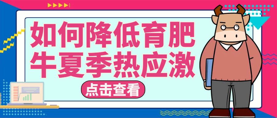 從管理和營養上教會你如何應對育肥（féi）牛夏季熱應激